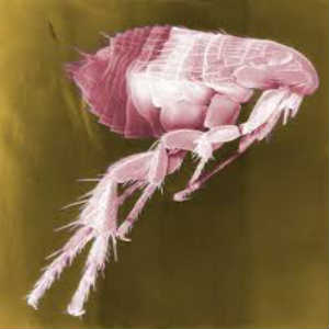 cat Flea