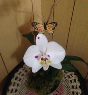 Kroger Orchid 2016