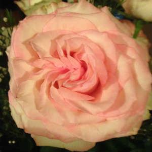 Kroger floral review image